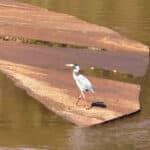 Faune : oiseau du fleuve